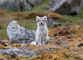 Polarfuchs (Spitzbergen)