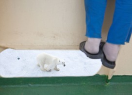 Polar Bear and visitor (Franz Josef Land)