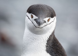 Chinstrap Penguin (Antarctic Peninsula)