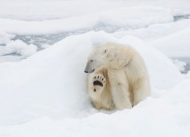 Polar Bear (Spitsbergen)
