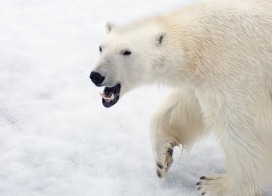 Eisbär (Spitzbergen)