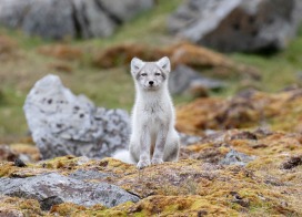 Polar fox (Spitsbergen)