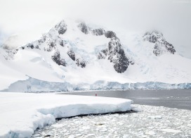 Visitor at Portal Point (Antarctic Peninsula)