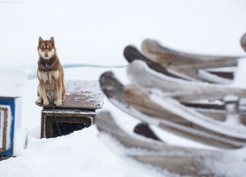 Sledgedog in Ittoqqortoormiit (East Greenland)