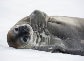 Weddell Seal at Mikkelsen Harbour (Antarctic Peninsula)