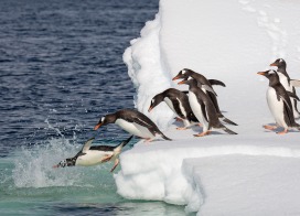 Gentoo Penguins (Antarctic Peninsula)