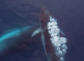Minke Whales (Antarctica)