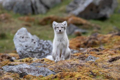 Polar fox (Spitsbergen)