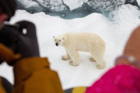 Besucher:innen fotografieren einen Eisbären (Spitzbergen)