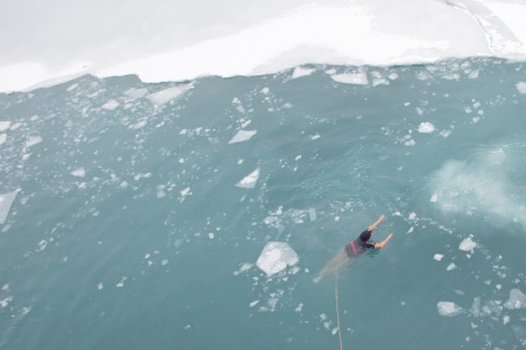 Schwimmerin im Polarmeer (Ostgrönland)