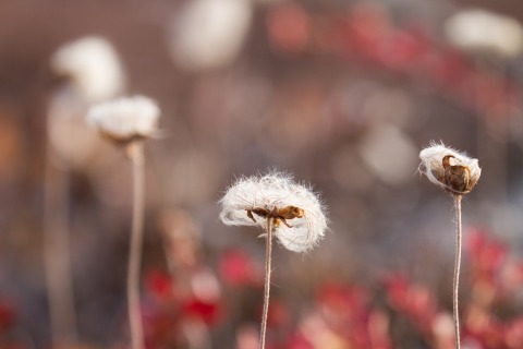 Wollgras (Ostgrönland)