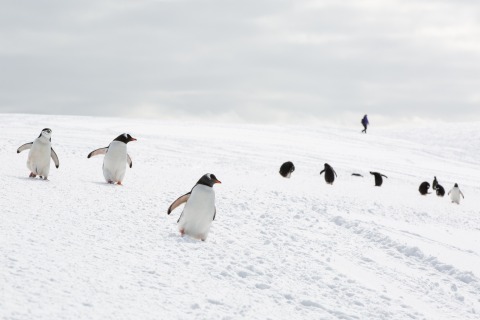 Ein Besucher inmitten von Pinguinen (Port Charcot, Antarktische Halbinsel)