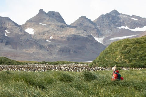 Besucherin bei einer Königspinguinkolonie (Südgeorgien)