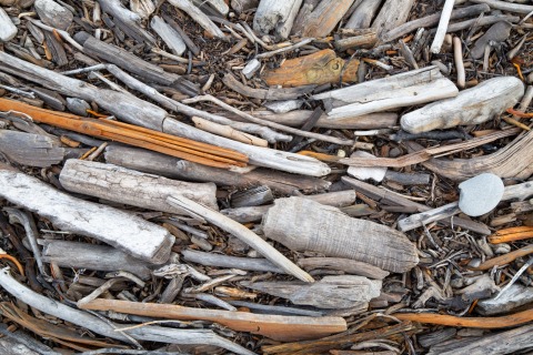 Driftwood at Herschel Island (Yukon, Canada)