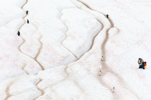 Eine Besucherin fotografiert einen «Penguin Highway» bei Neko Harbour (Antarktische Halbinsel)