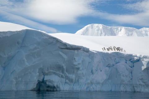 Gentoo Penguins on an iceberg (Antarctic Peninsula)